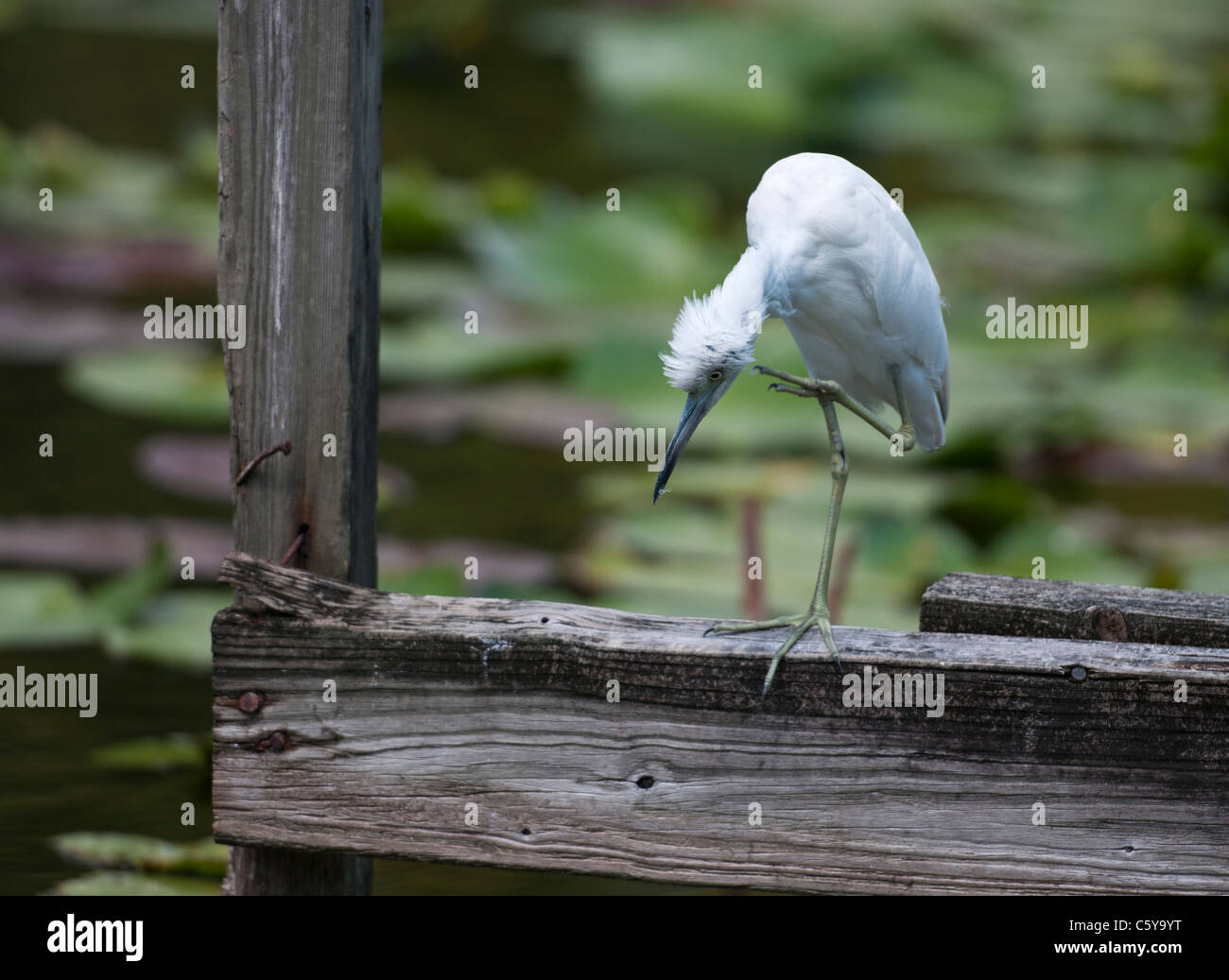 Peu d'aigrette au lissage sur le canal à Mount Dora dans le comté de Lake, en Floride, USA Banque D'Images