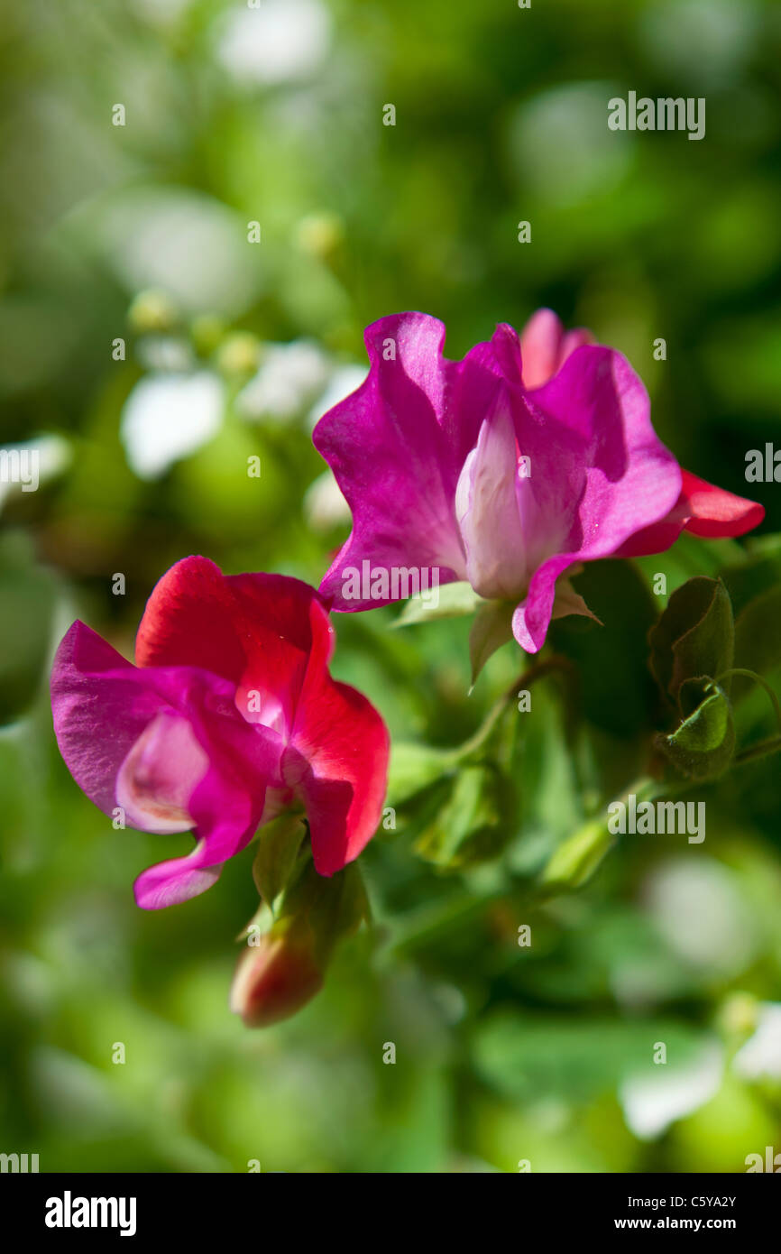 Pois sucré Banque D'Images