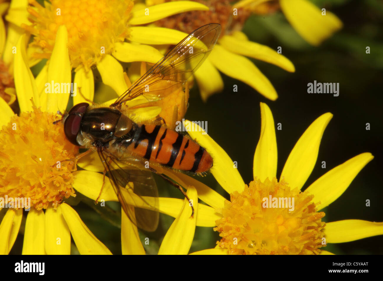 Hoverfly Episyrphus balteatus marmelade Famille Syrphidae Banque D'Images