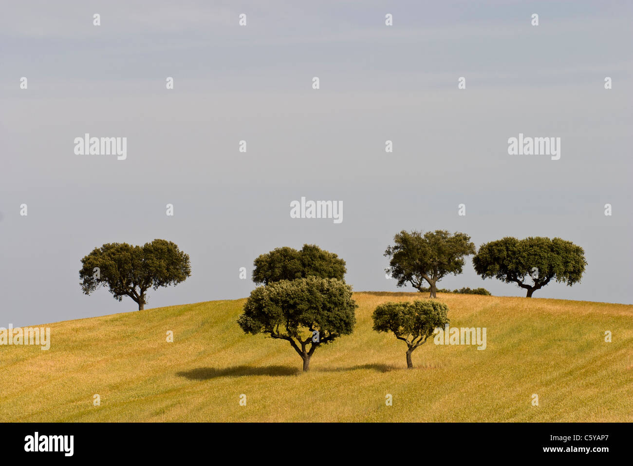 Paysage de campagne dans la route pour Evora, Portugal Banque D'Images