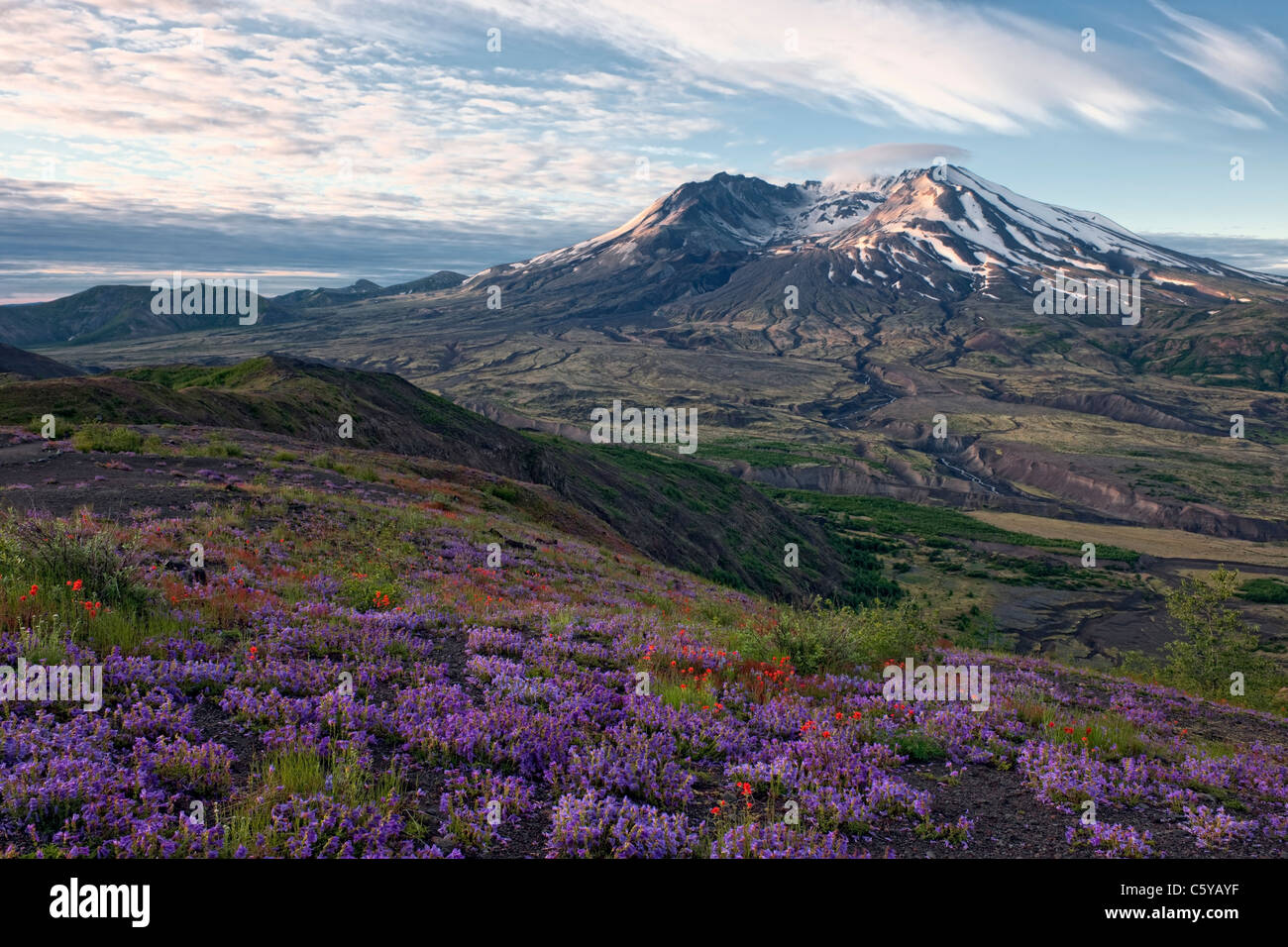 Aube sur Washington's Mount St Helens Volcanique National Monument et la floraison des fleurs sauvages le long de Johnston Ridge. Banque D'Images