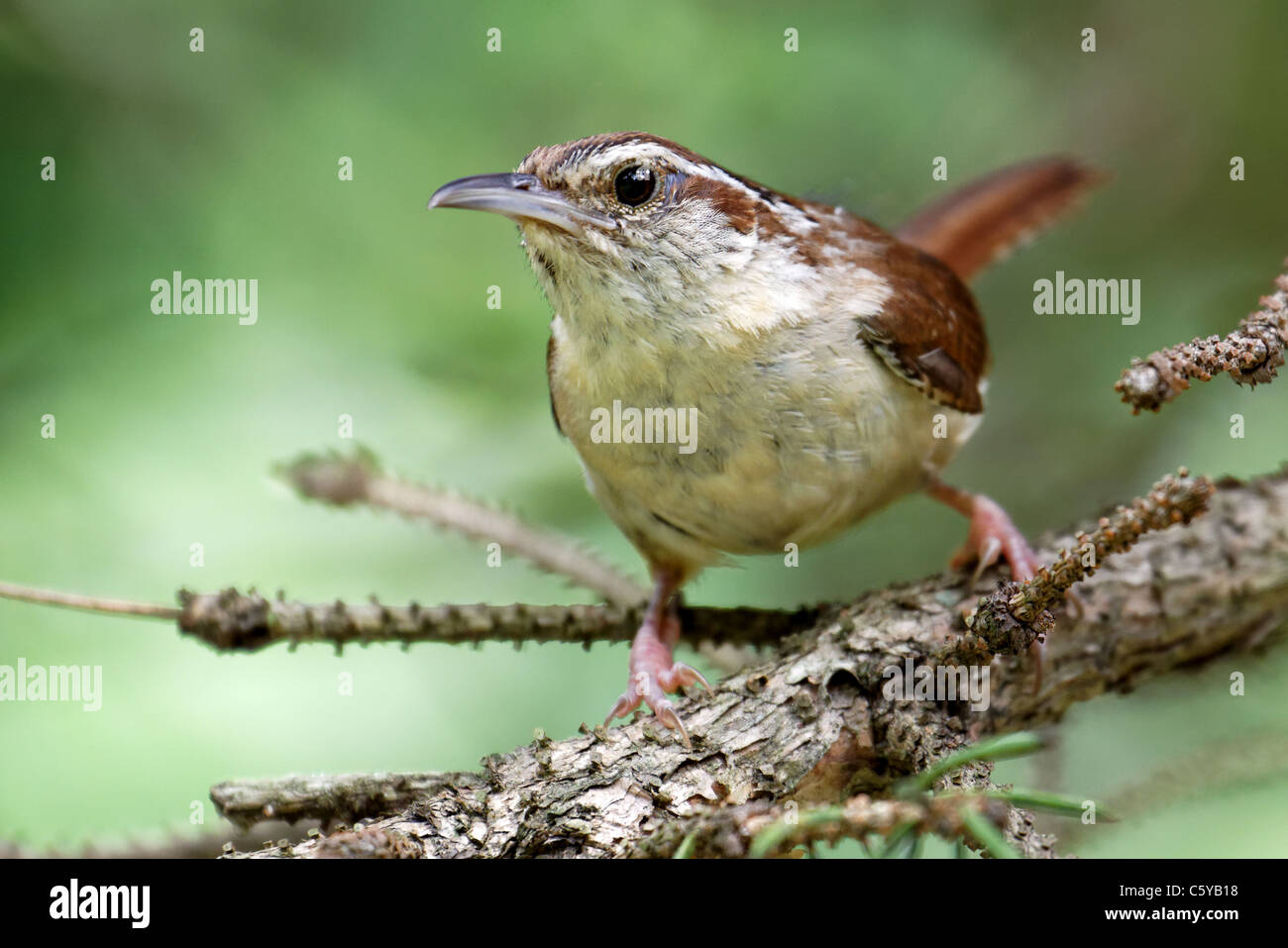 Troglodyte de Caroline / Troglodyte de Caroline (Thryothorus ludovicianus) Banque D'Images