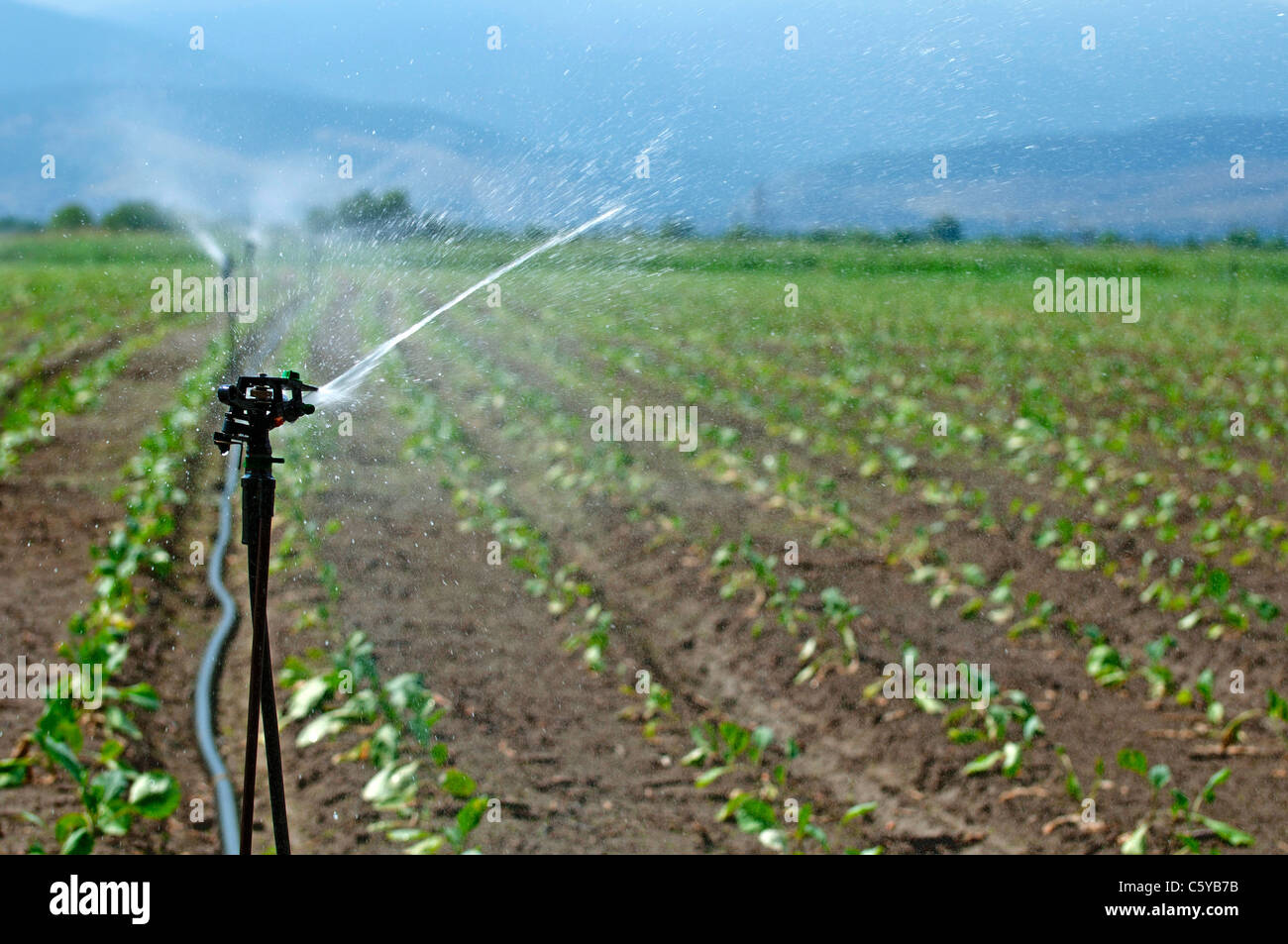 Sur l'irrigation des terres agricoles Banque D'Images
