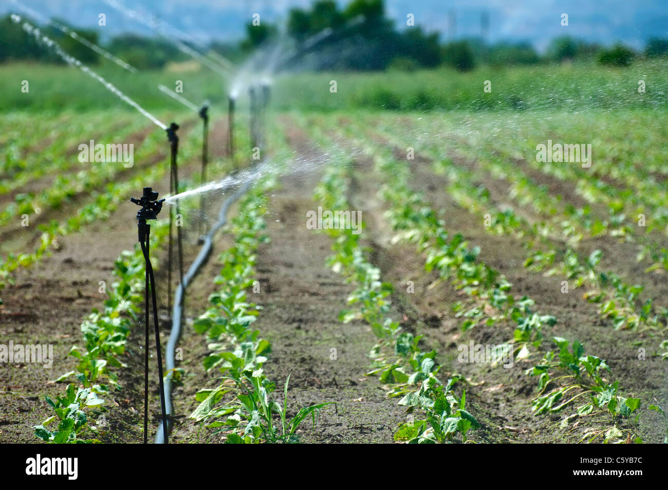 Sur l'irrigation des terres agricoles Banque D'Images