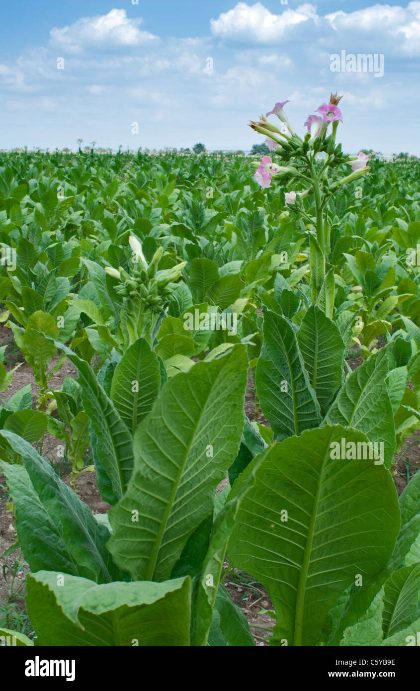 Plantation de tabac. Tabac fleuri sur fond de ciel bleu Banque D'Images