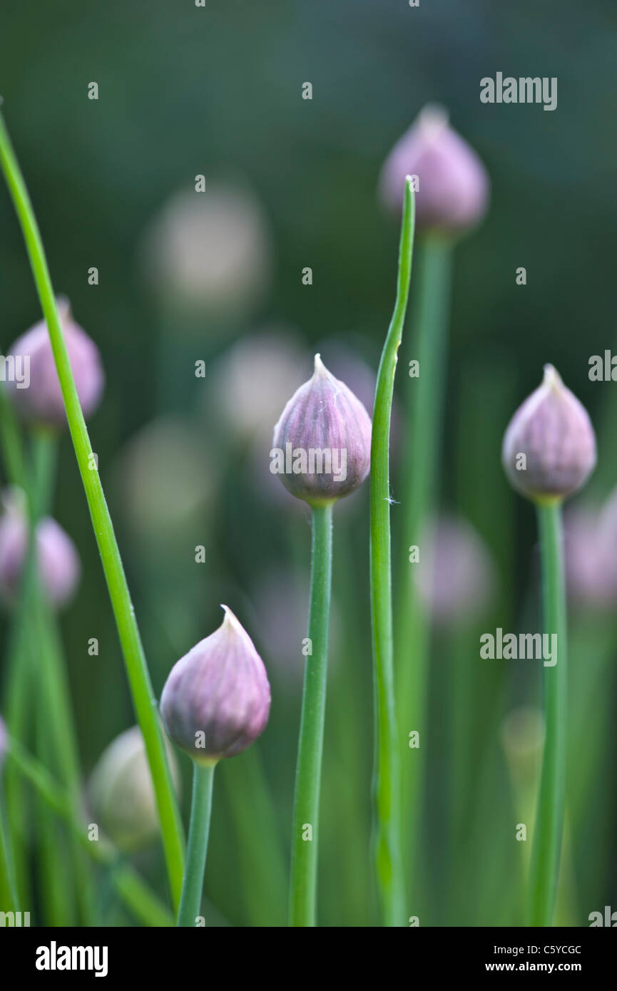 La ciboulette, comestible plante commune dans la cuisine occidentale Banque D'Images