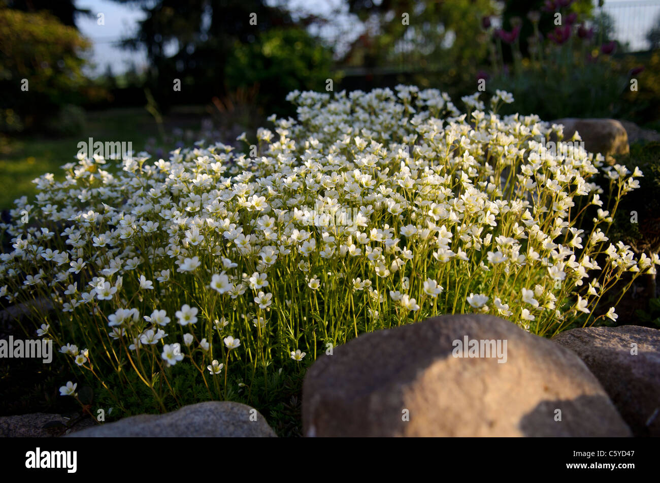 Bouquet de petites fleurs blanches sur une rocaille Photo Stock - Alamy
