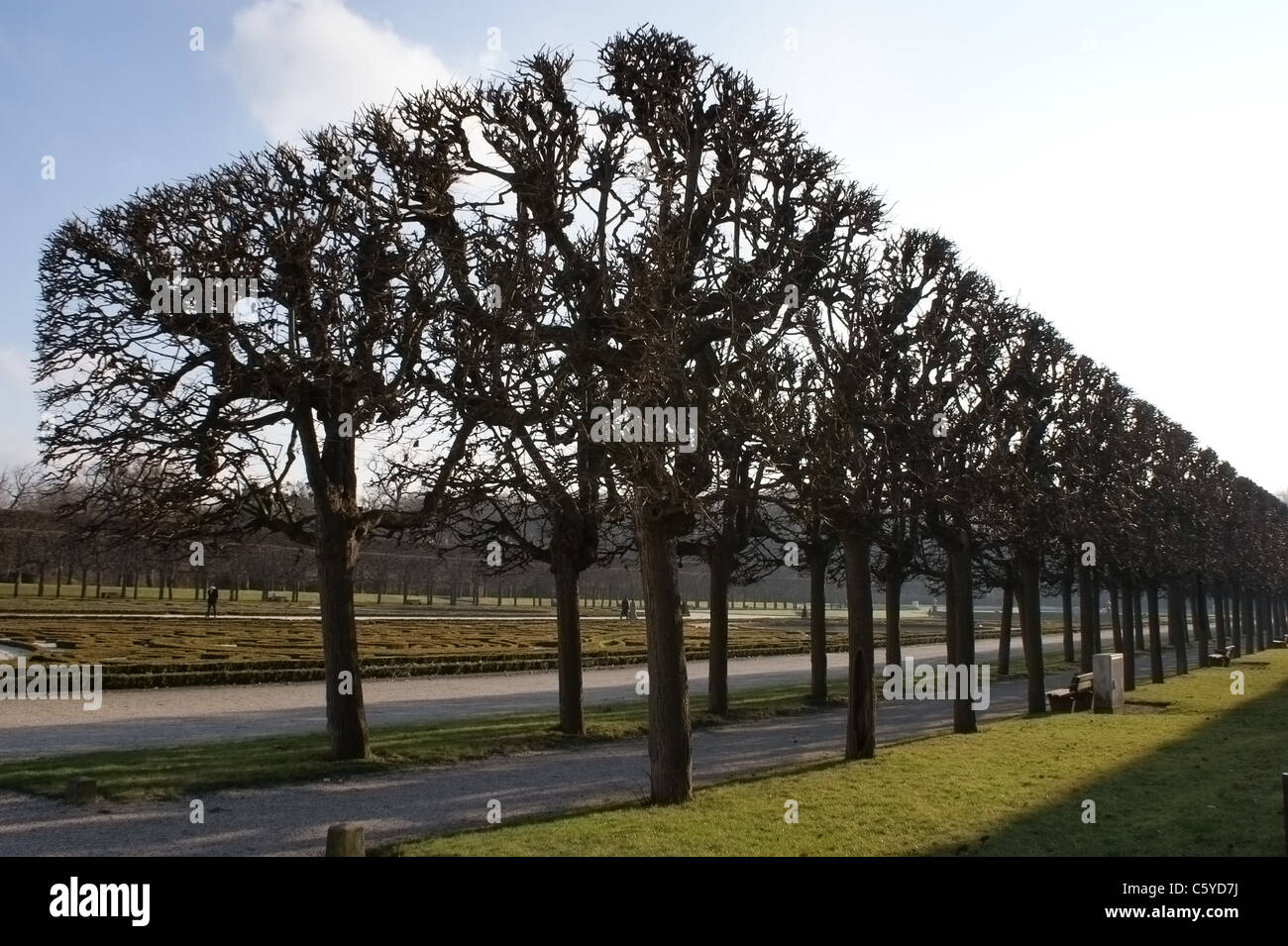 Allée d'arbres dans un jardin allemand Banque D'Images