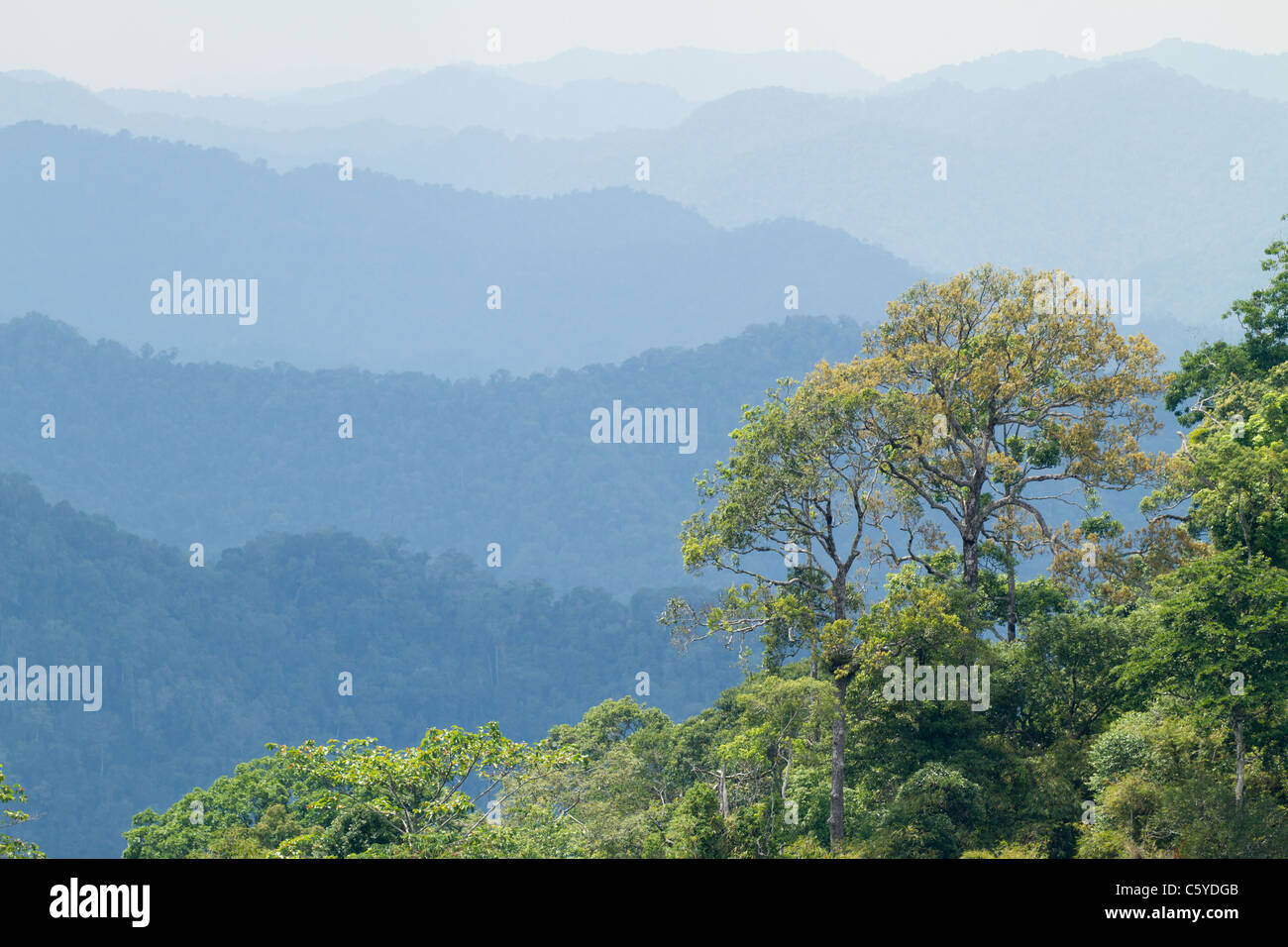 Avant la pluie de forêt tropicale dans le parc national de Kaeng Krachan, Thaïlande Banque D'Images