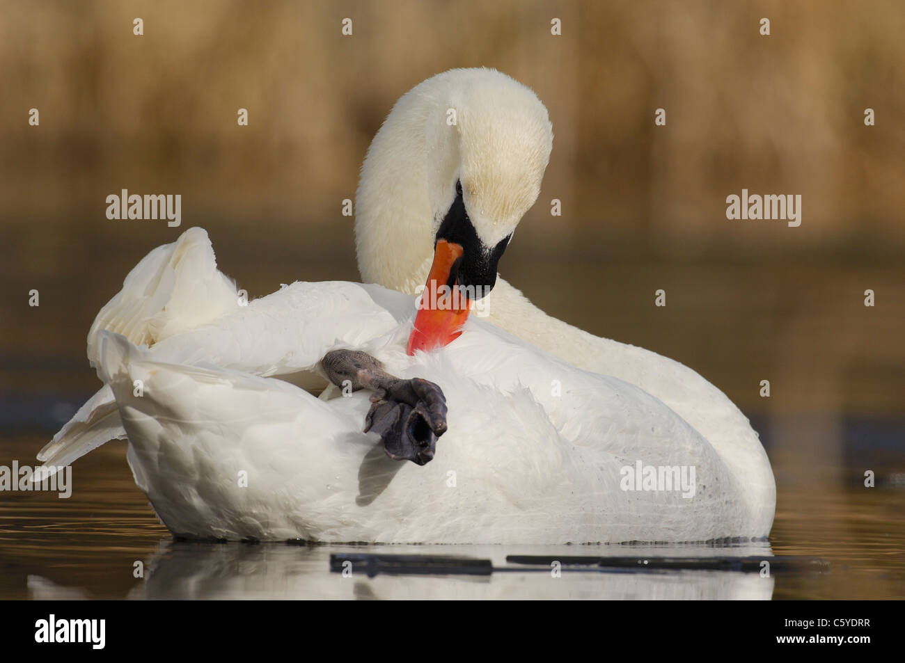 Cygne tuberculé Cygnus olor Profil d'un lissage des adultes dans un endroit isolé, lac gelé. Janvier. Le Derbyshire, Royaume-Uni Banque D'Images