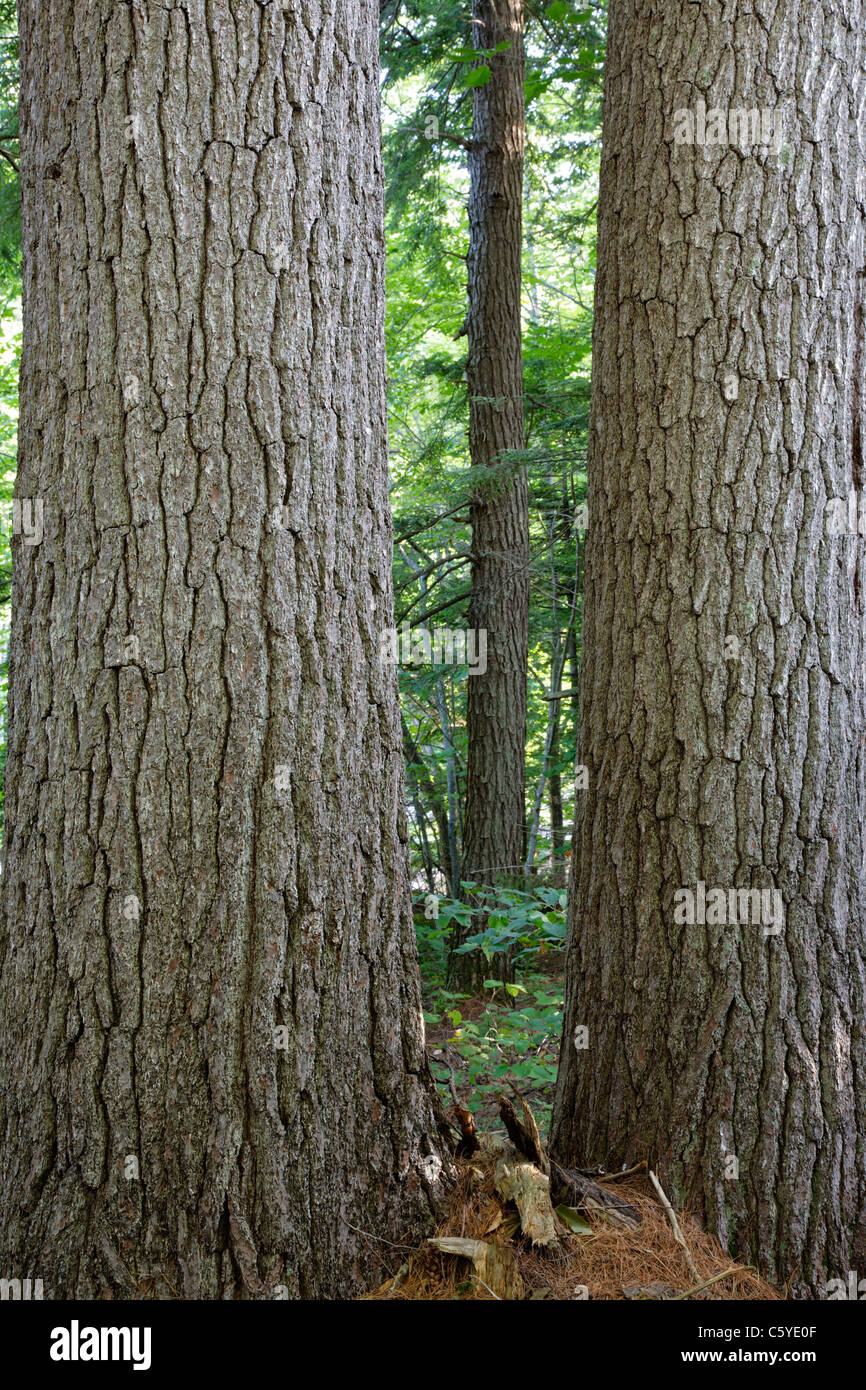 Pin blanc de l'Est -(Pinus strobus)- au cours de l'été sur la rive de la rivière Swift à Albany, New Hampshire, USA Banque D'Images