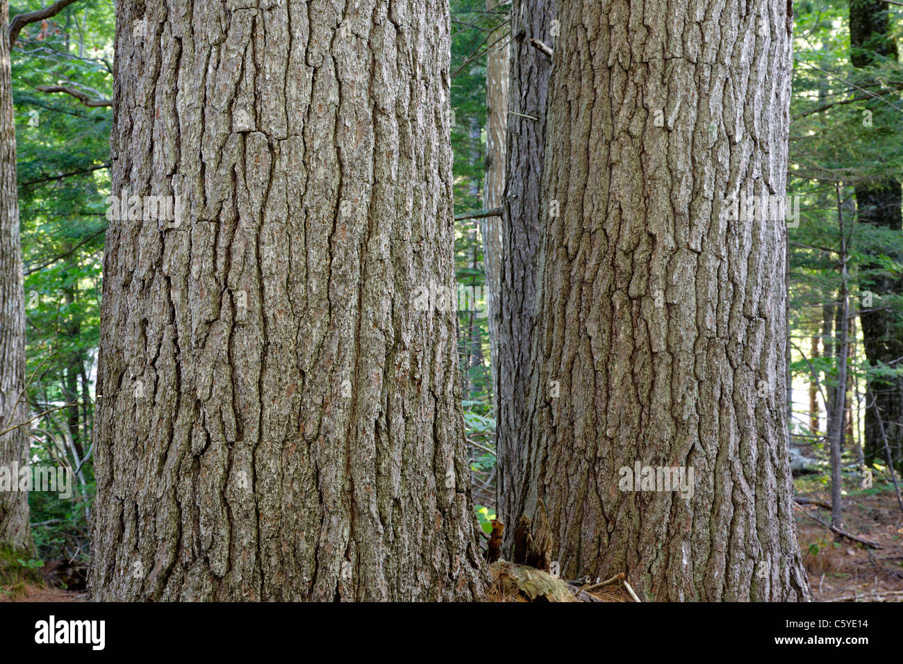 Pin blanc de l'Est -(Pinus strobus)- au cours de l'été sur la rive de la rivière Swift à Albany, New Hampshire, USA Banque D'Images