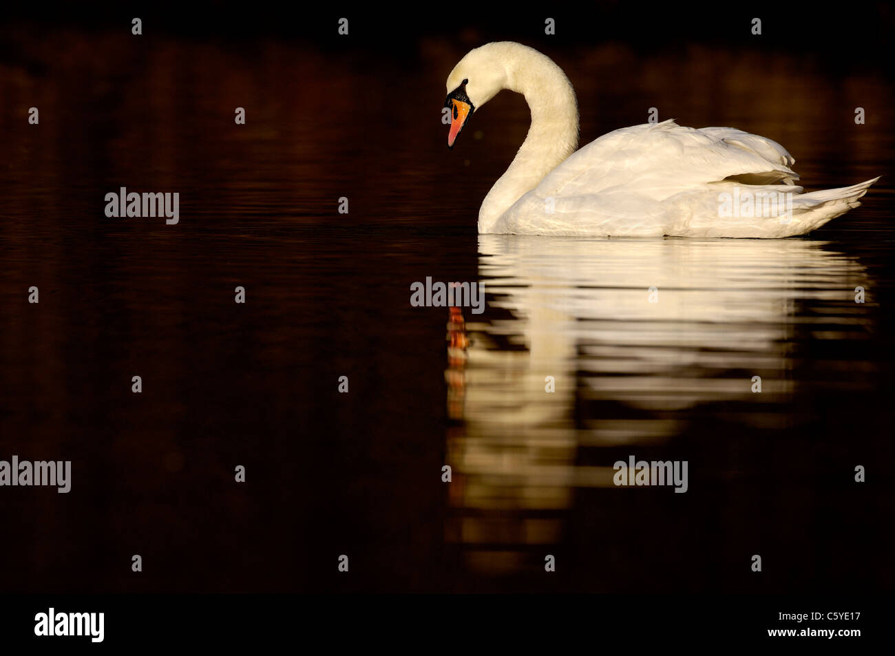 Cygne tuberculé Cygnus olor Profil d'un des profils dans l'aube la lumière. Février. Dorset, UK Banque D'Images