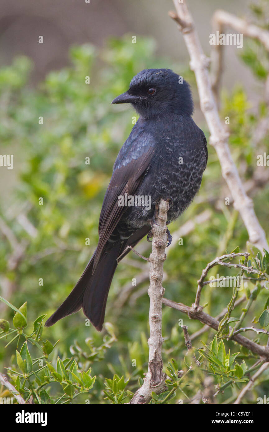 Fork-tailed drongo (dicrurus adsimilis) à Addo Elephant Park en Afrique du Sud. Banque D'Images