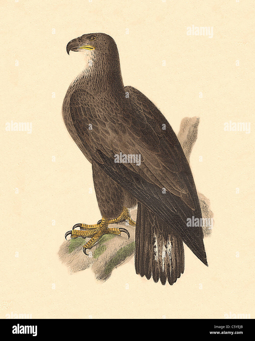 Le Brown Eagle, le Pygargue à tête blanche (Haliaeetus leucocephalus, Haliaetos leucocephalus) vintage oiseau lithographie, James De Kay, de zoologie de NY, faune, Oiseaux Banque D'Images