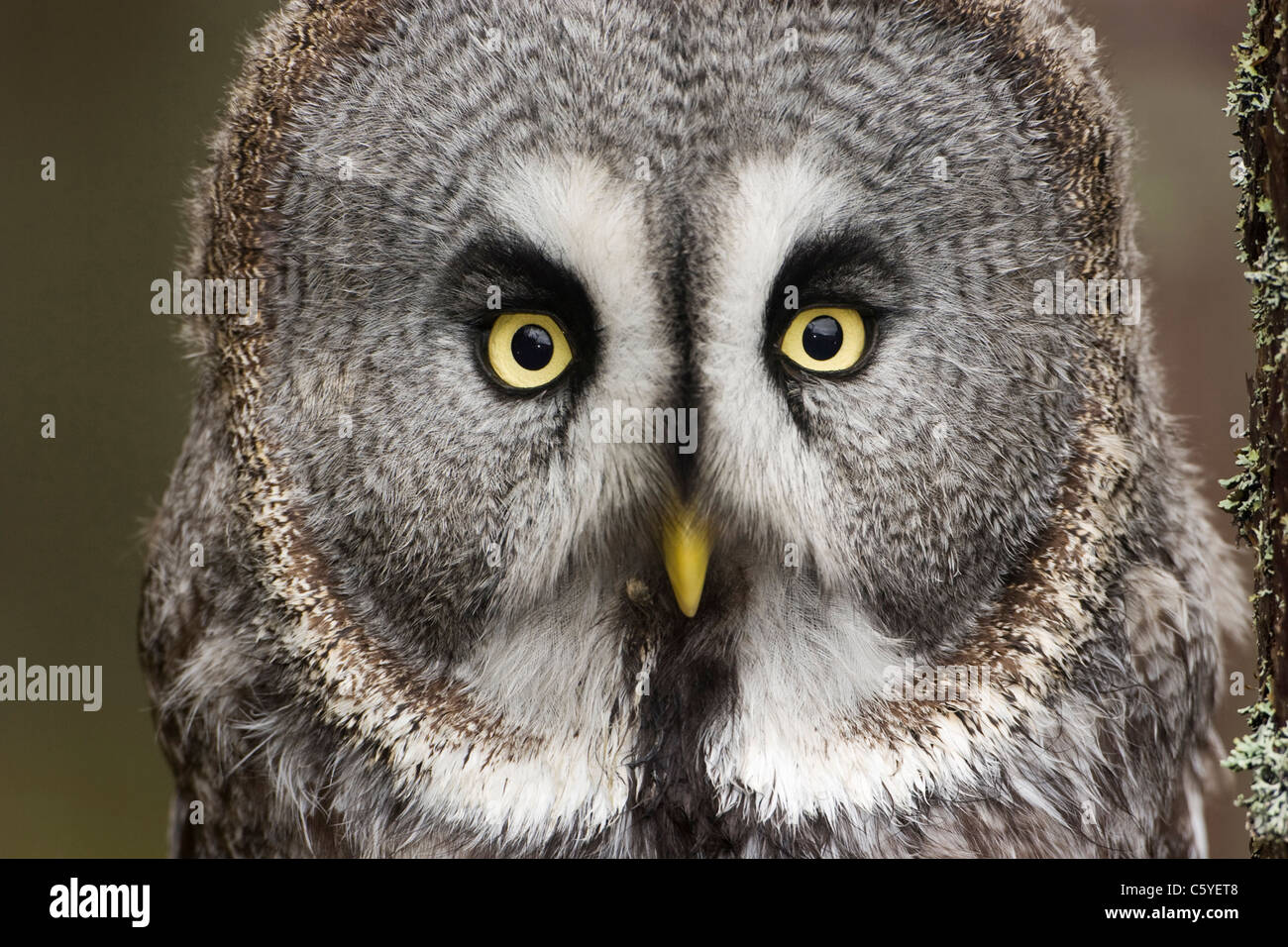 La Chouette lapone (Strix nebulosa), portrait. Banque D'Images