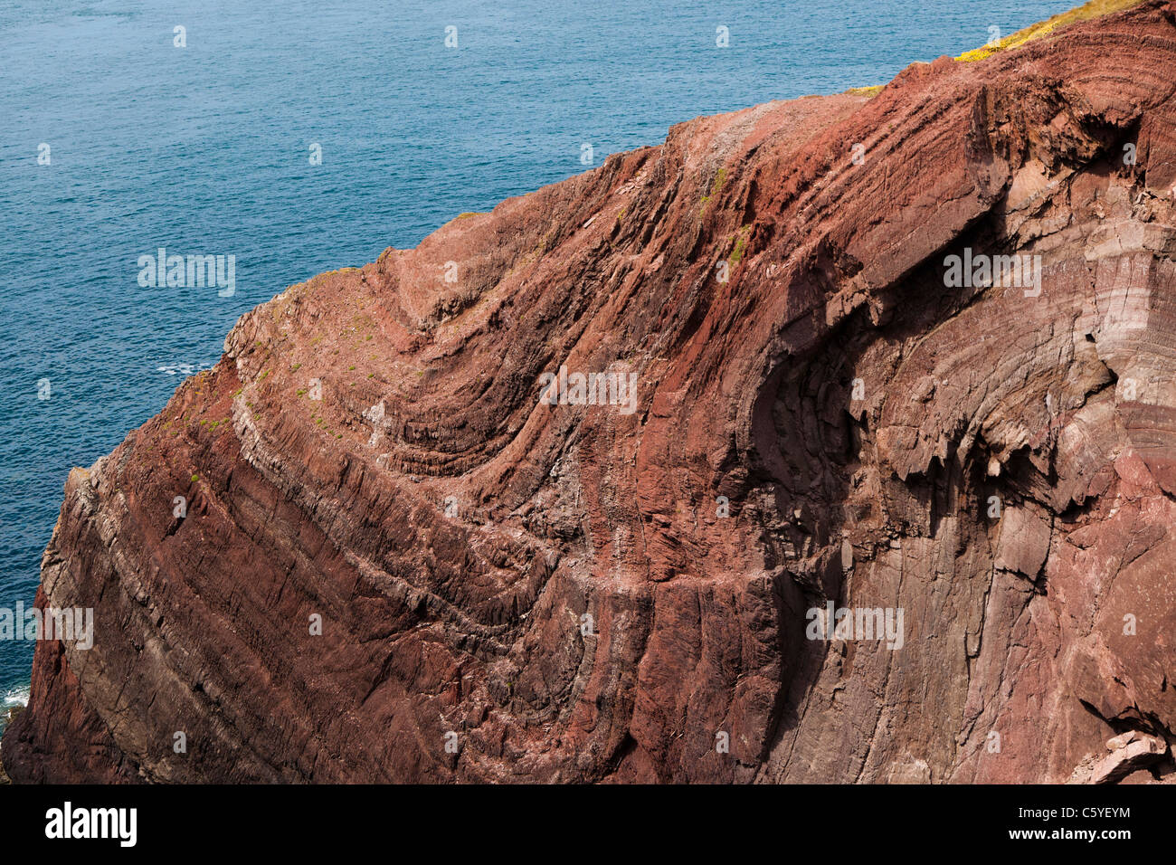 Les falaises de grès rouge pliée en cordonnier' trou, St Ann's head, Pembrokeshire, Pays de Galles Banque D'Images