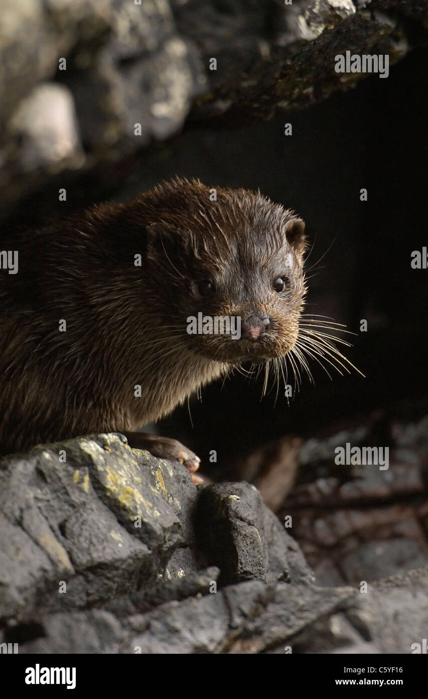 Loutre d'Europe Lutra lutra Portrait d'adultes humide sous quelques roches côtières en surplomb. Isle of Mull, Scotland, UK Banque D'Images