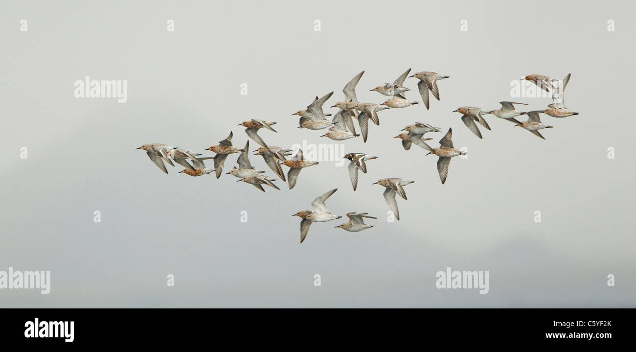 Bécasseau maubèche (Calidris canutus), petit troupeau en vol dans le plumage de printemps. L'Islande. Banque D'Images
