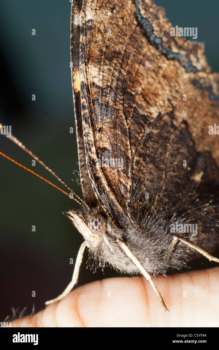 Papillon monarque assis sur le doigt humain Banque D'Images