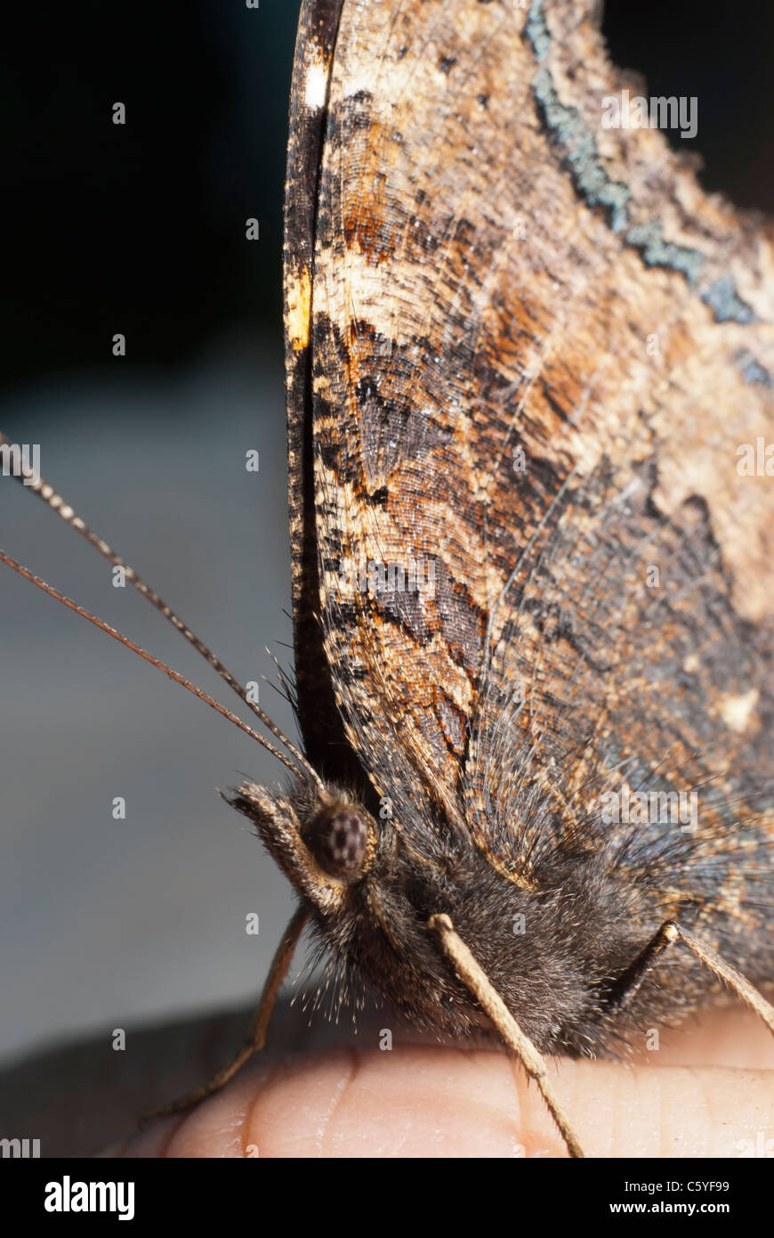 Papillon monarque assis sur le doigt humain Banque D'Images