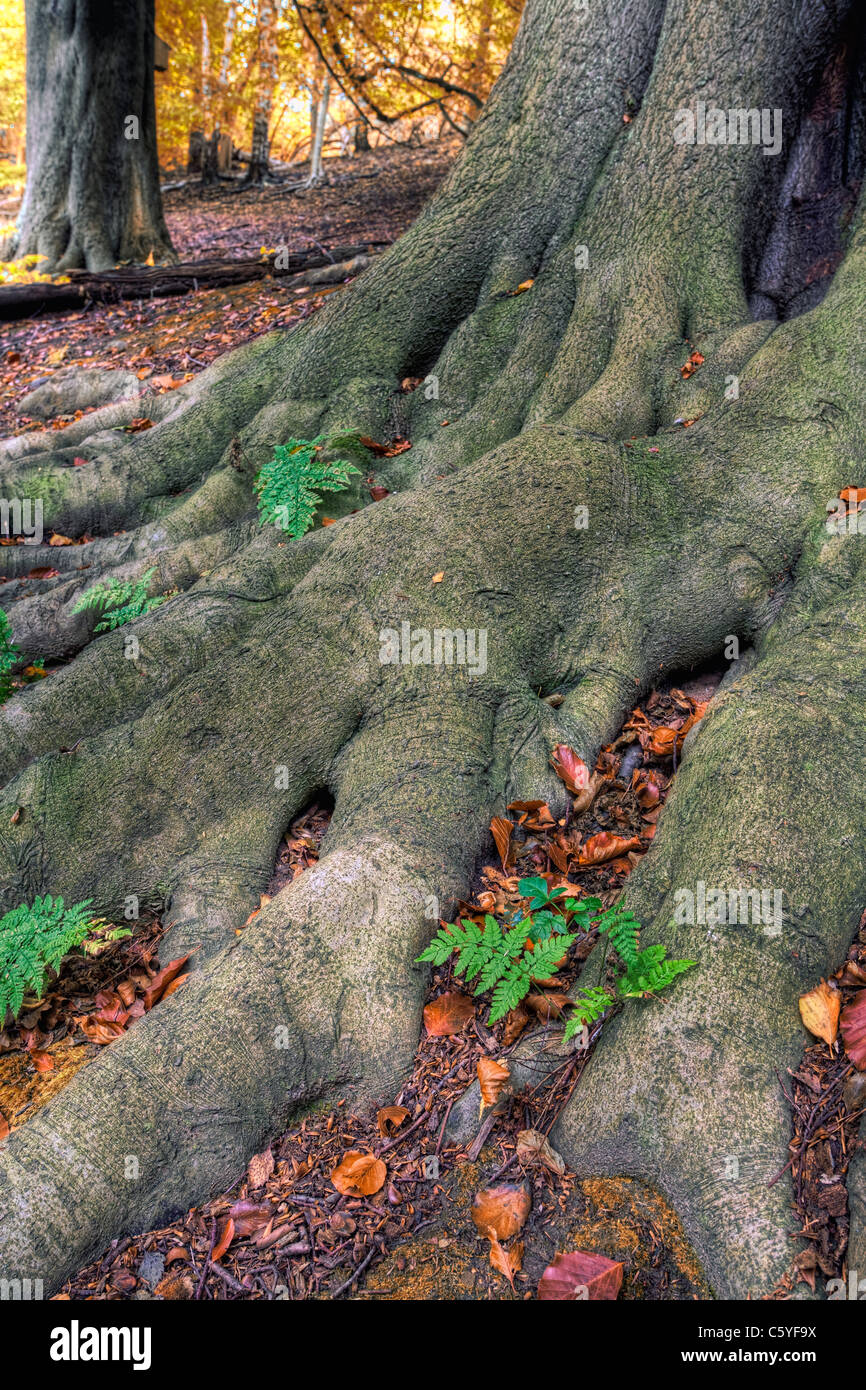 Au-dessus du sol les racines des arbres dans un parc à l'automne. Banque D'Images
