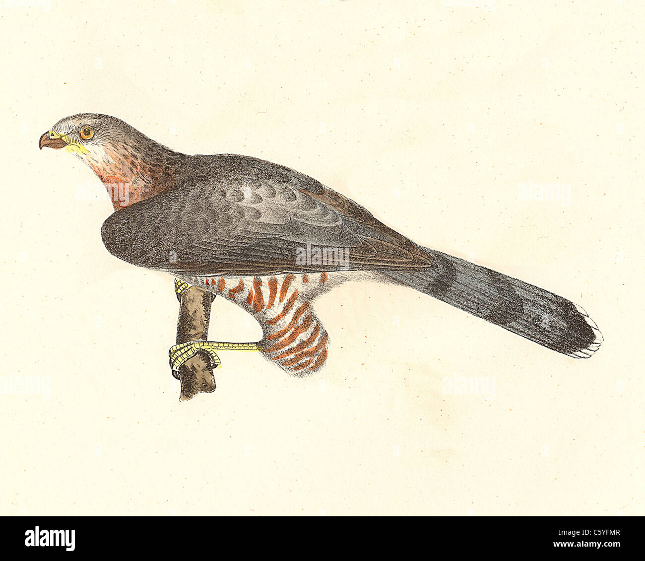 L'Épervier de Cooper, poulet, Hawk Hawk Swift, Hen Hawk (Astur cooperi, Accipiter cooperii) vintage oiseau lithographie, James De Kay, de zoologie de NY, les oiseaux Banque D'Images