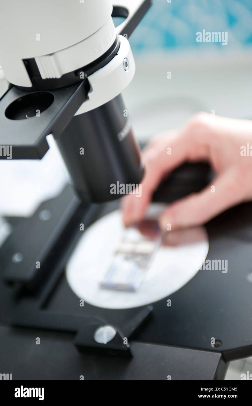 Close up of glass slide sous microscope lens dans science lab Banque D'Images