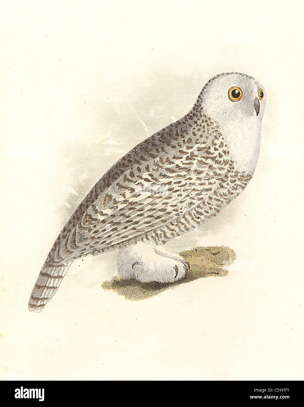 La chouette des neiges, le Harfang des neiges, chouette de l'Arctique, une grande chouette blanche, Harfang (Surnia Bubo scandiacus nyctea, lithographie d'oiseaux vintage), James De Kay, NY la faune, Oiseaux Banque D'Images