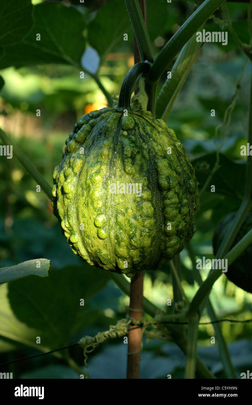 (Colocynthis Citrullus colocynthis) poussant dans le jardin. Banque D'Images