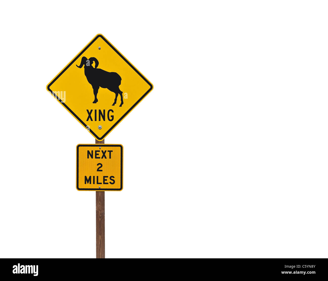 Big Horn Sheep attention panneau routier profondément dans le désert du Nevada. Banque D'Images