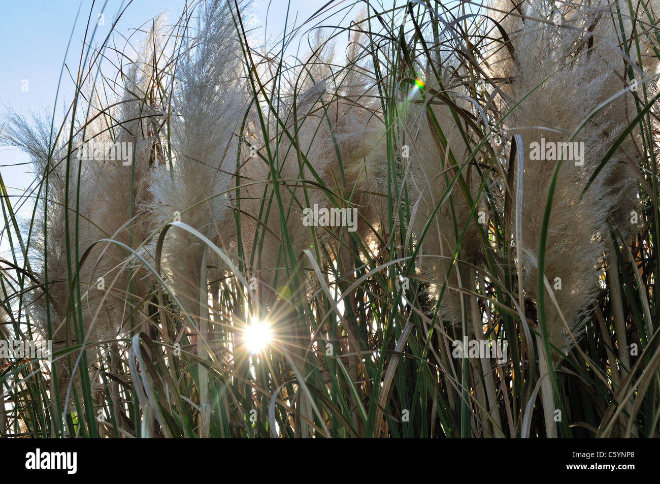 La forme et la texture de l'herbe ornementale à Mission de Nombre de Dios et La Leche Saint Augustine, Floride Banque D'Images
