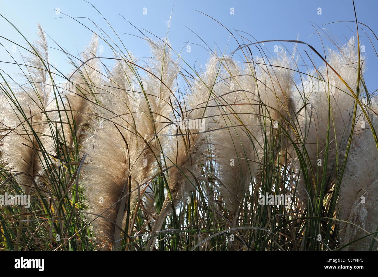 La forme et la texture de l'herbe ornementale à Mission de Nombre de Dios et La Leche Saint Augustine, Floride Banque D'Images