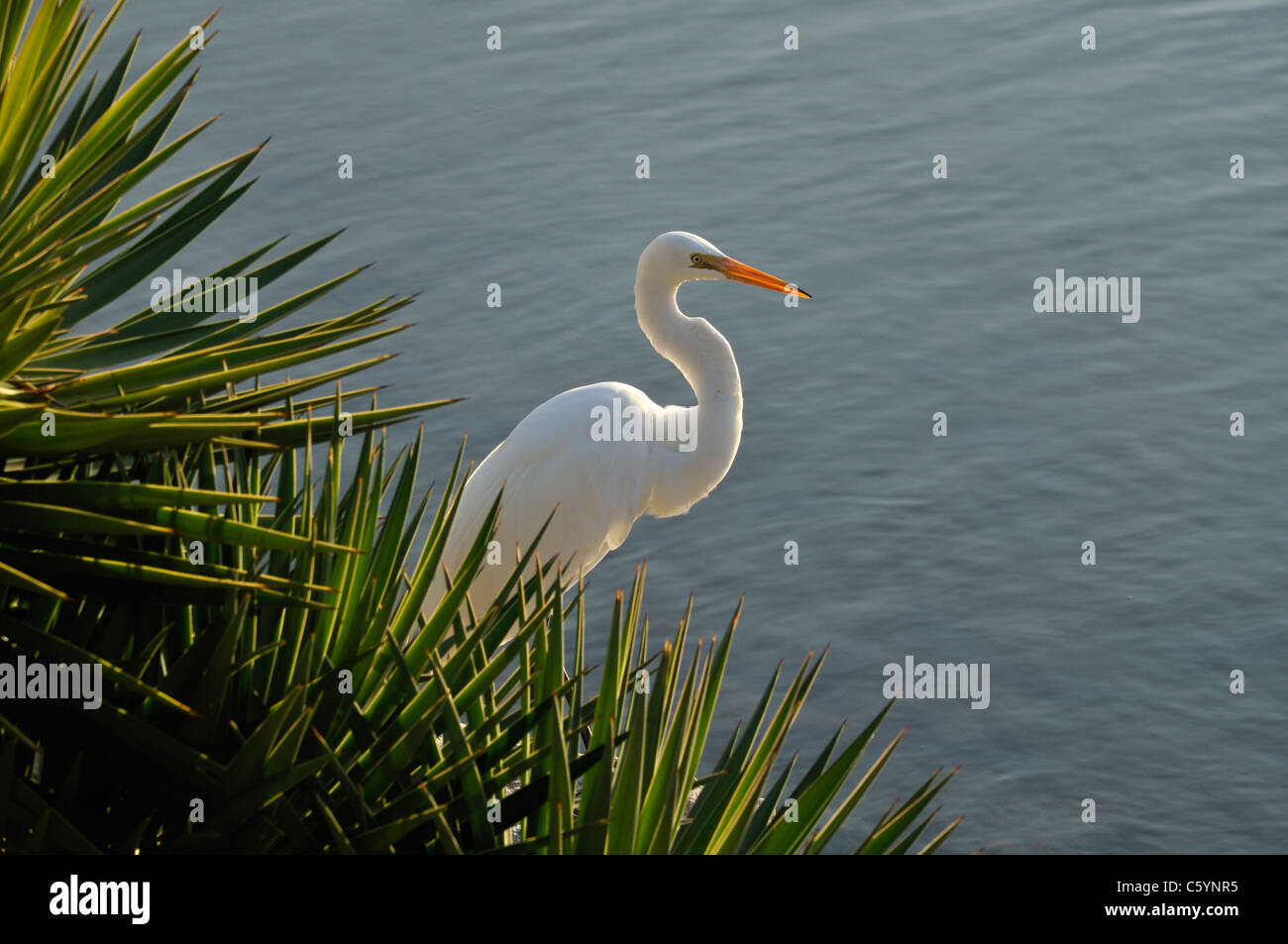 Grande Aigrette de palmier et de l'étang pour le motif de la Mission de Nombre de Dios, Saint Augustine, Floride Banque D'Images