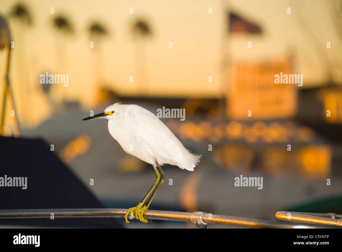 Une Aigrette neigeuse (Egretta thula) perches avec ses pieds jaunes sur un bateau garde-corps comme le soleil se couche à Newport Harbor à Newport Beach, Californie, USA. Banque D'Images