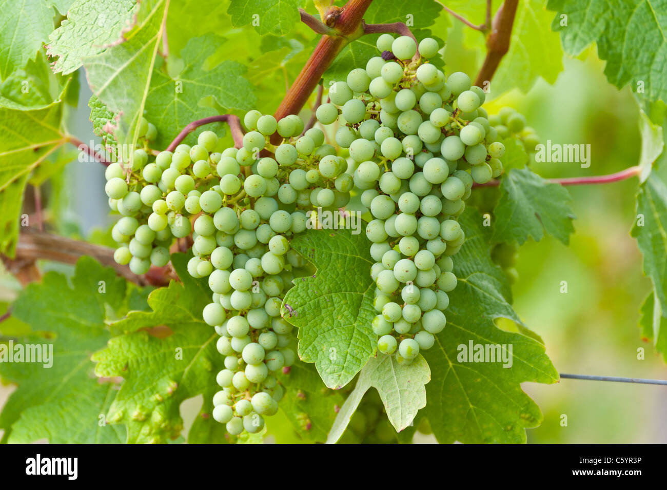 Gros plan sur un tas de raisins blancs immatures au milieu de feuilles de vigne. Banque D'Images