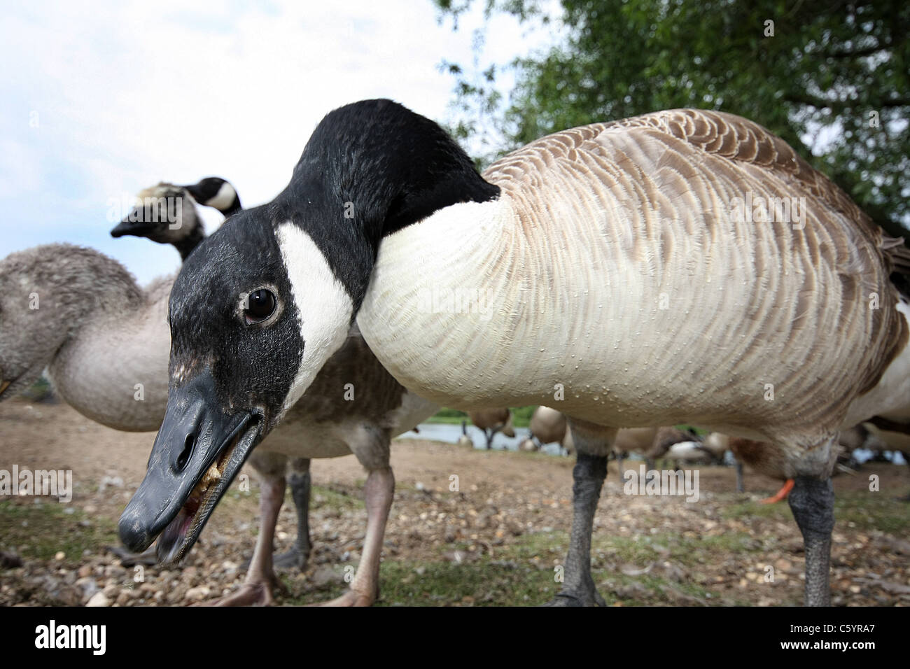 Près de droit de Bernaches du Canada et les jeunes. Banque D'Images