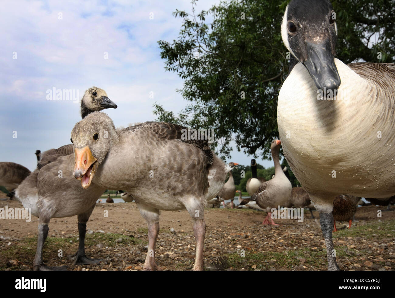 Près de droit de Bernaches du Canada et les jeunes. Banque D'Images