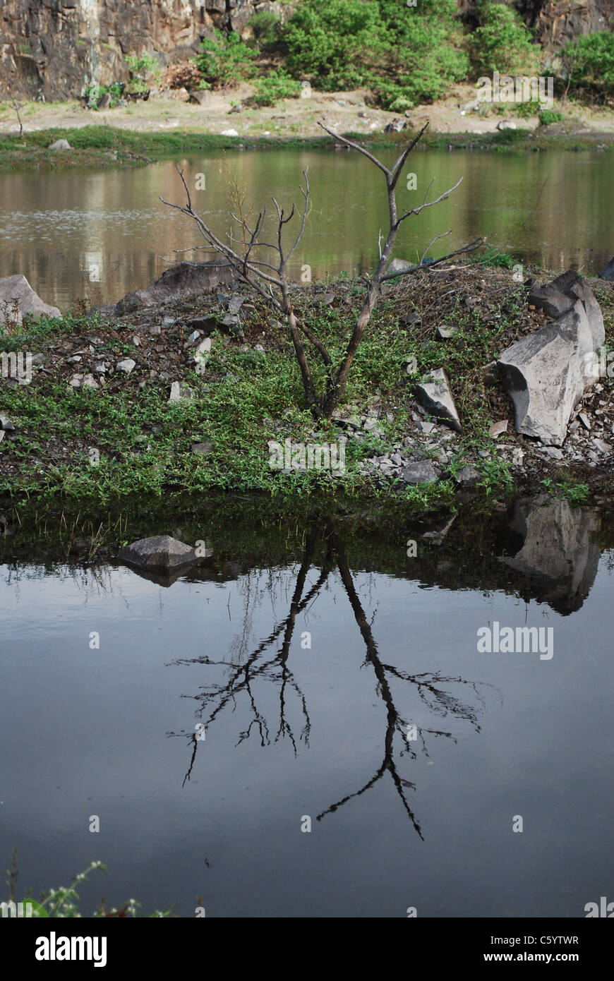 réflexion de l’arbre Banque D'Images