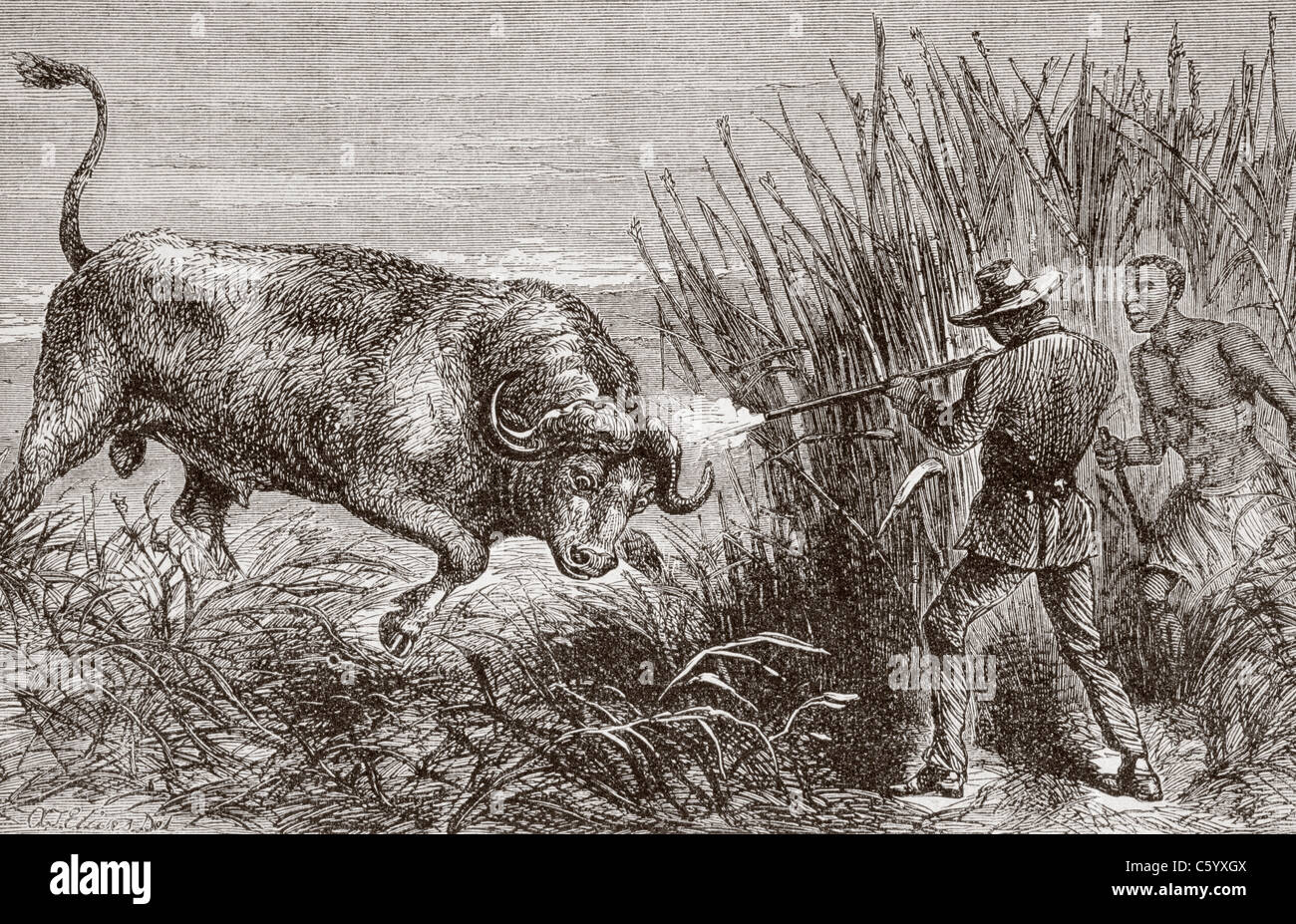 Buffalo Chasse en Afrique dans les années 1860. Banque D'Images