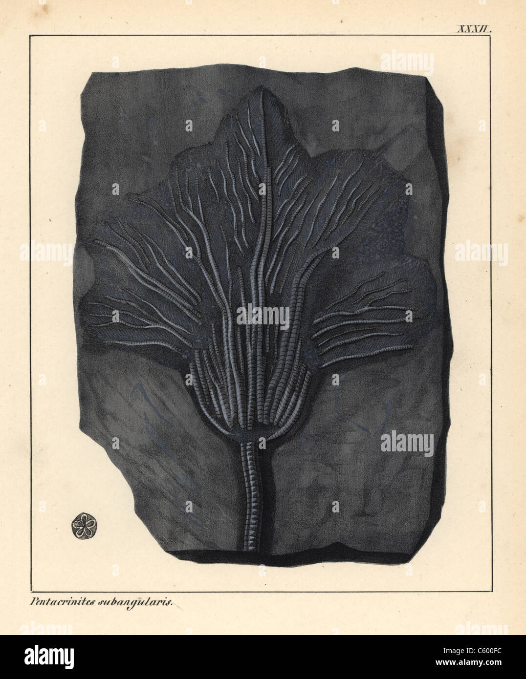 Subangularis Pentacrinites fossile de crinoïde, disparu de la période jurassique. Banque D'Images
