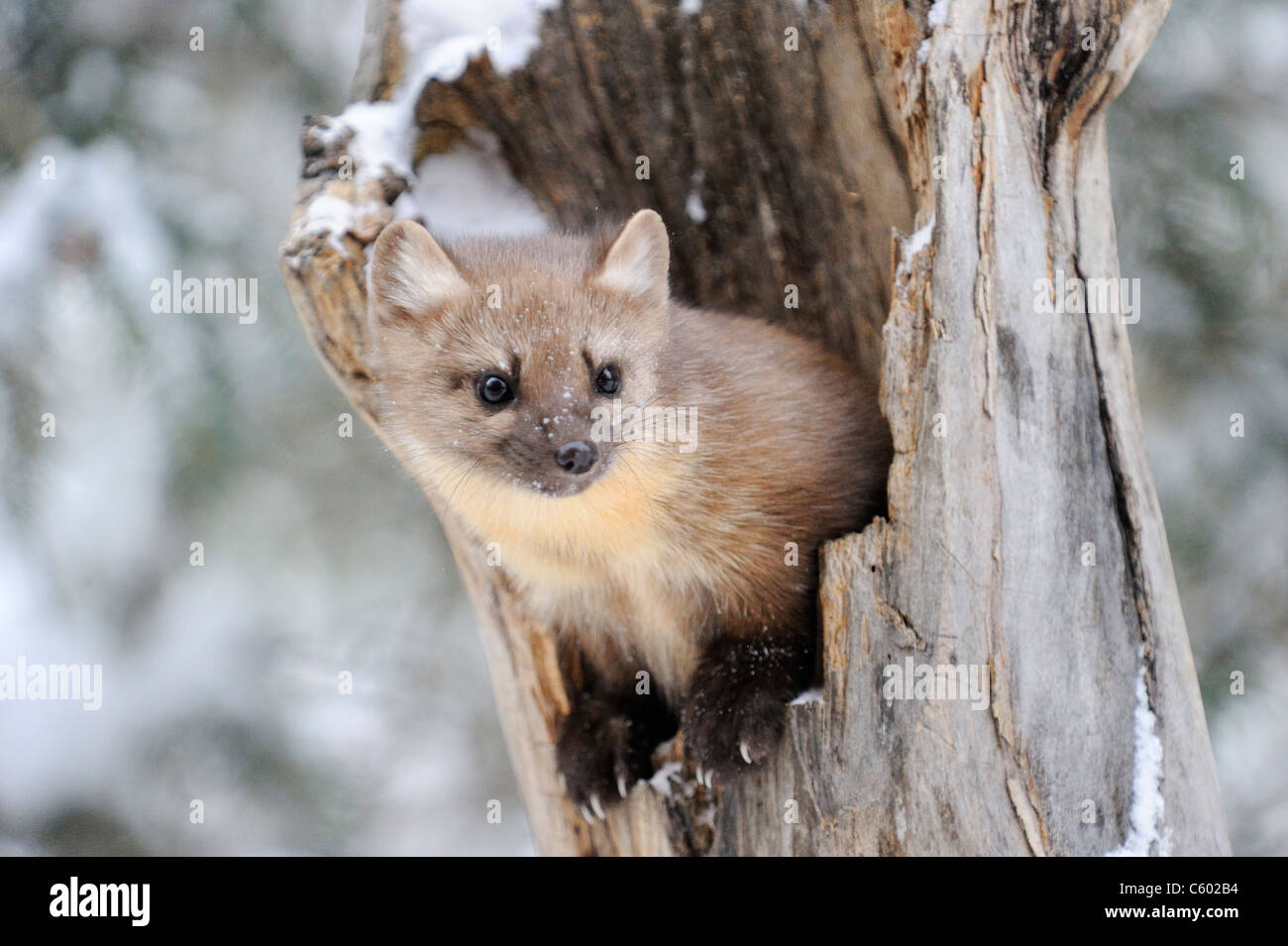 La martre des pins dans la neige dans le Parc National de Yellowstone, États-Unis Banque D'Images
