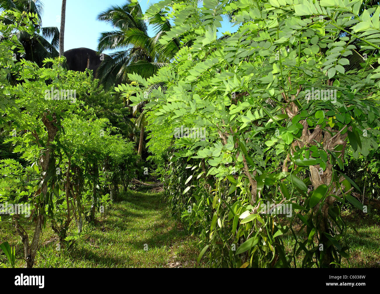 Plantation de vanille pParc à l 'union estate , La Digue, Seychelles, océan Indien, Afrique Banque D'Images