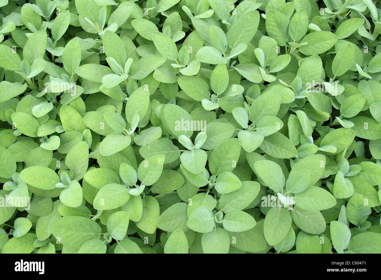 Feuilles de sauge fraîche green Salvia officinalis 'Breggarten» Banque D'Images
