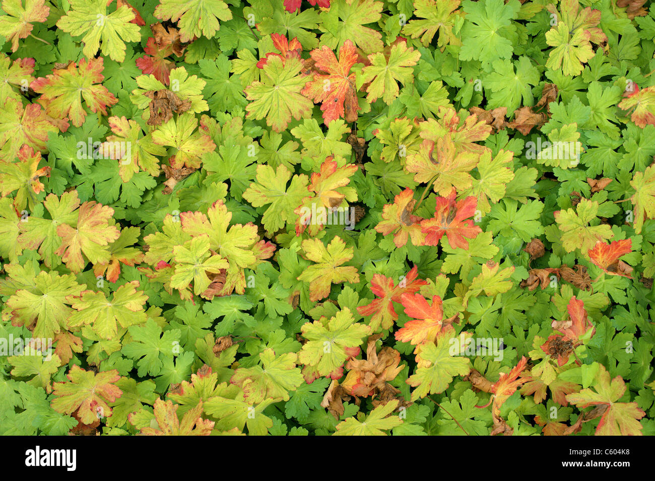 Géranium sanguin Geranium macrorrhizum feuilles multicolores Banque D'Images