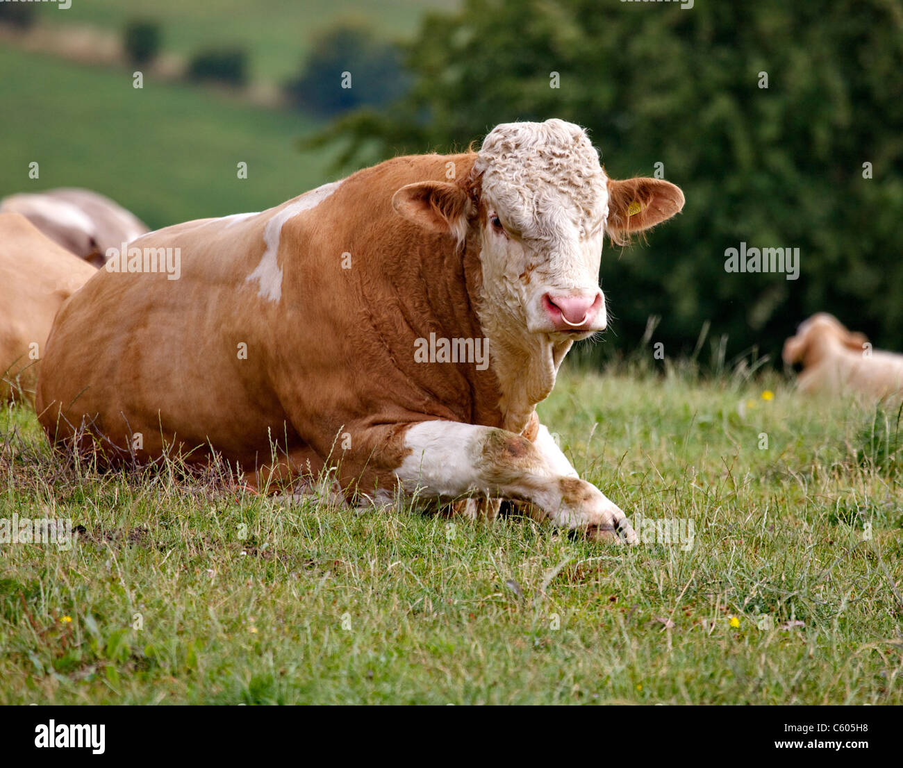 Interrogées taureau Hereford blonde avec un anneau dans le nez au repos dans un champ dans le Derbyshire Banque D'Images