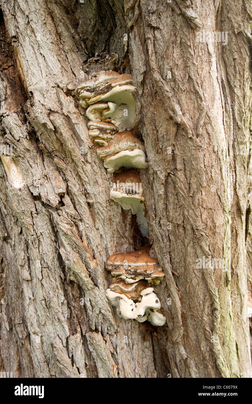 La colline du Parlement de Londres Hampstead Heath dead tree trunk détail avec champignons champignon polypore cap moussu ou Oxyporus populinus champignons croissant sur elle Banque D'Images