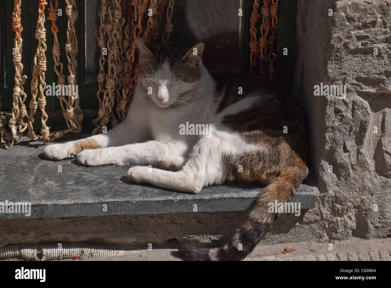 Sommeil de chat dans une entrée de porte, Vernazza, Cinque Terre, Italie. Banque D'Images