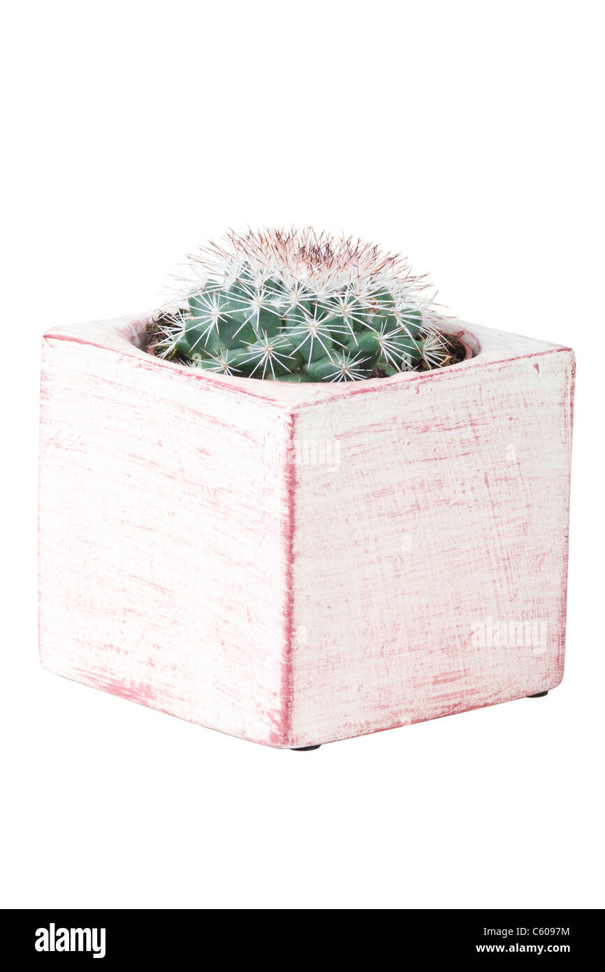 Cactus en pot de fond blanc Banque D'Images