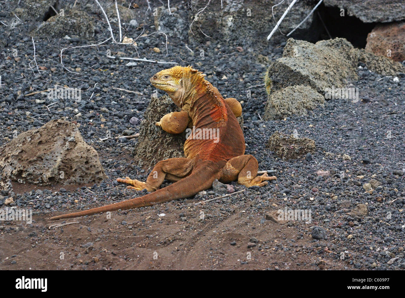Iguane terrestre, l'île de Santa Cruz, Galapagos Islands Banque D'Images